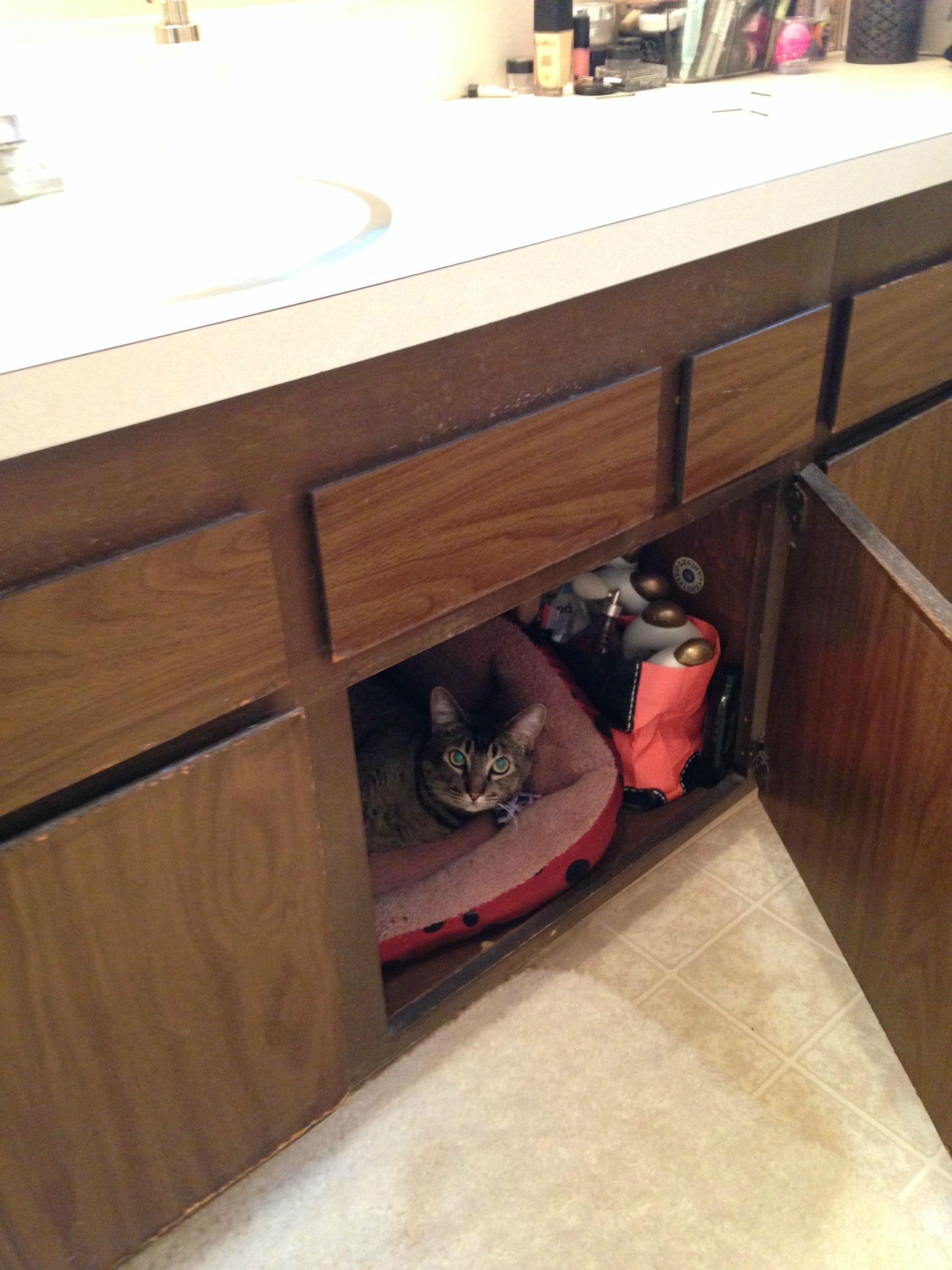 Why Does My Cat Hide Toys in Bathtub