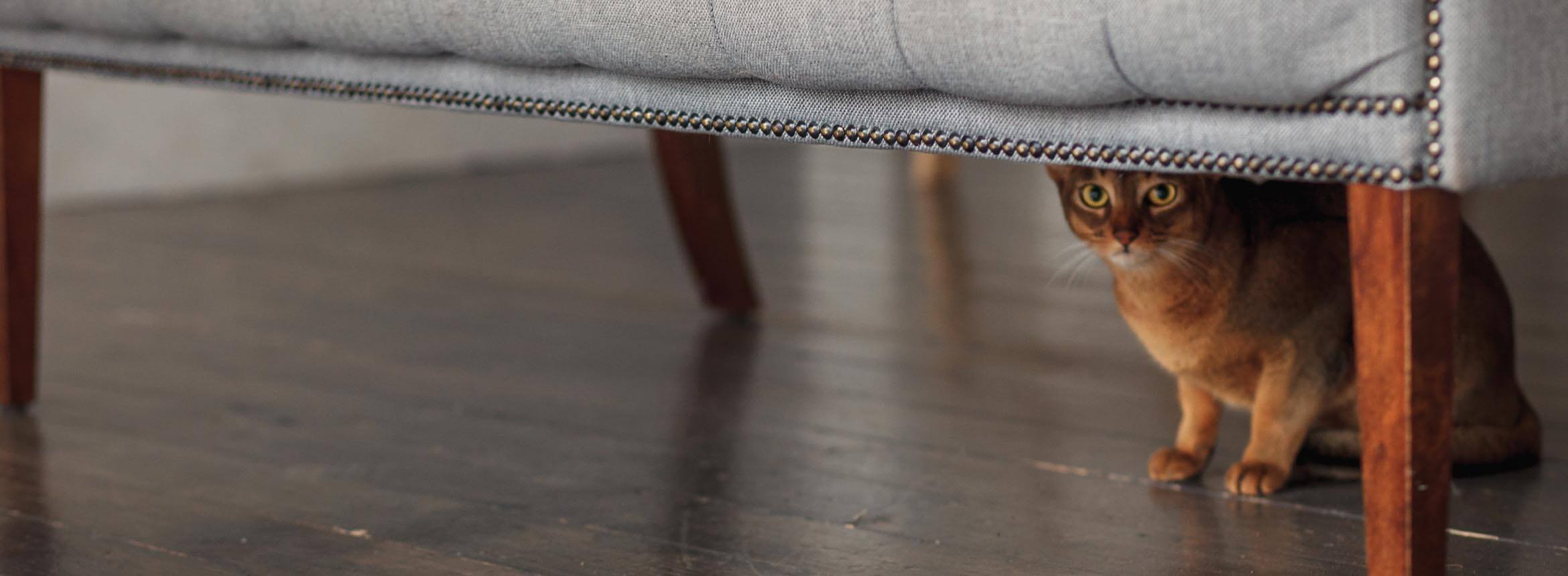 Why Does My Cat Hide Toys under the Couch