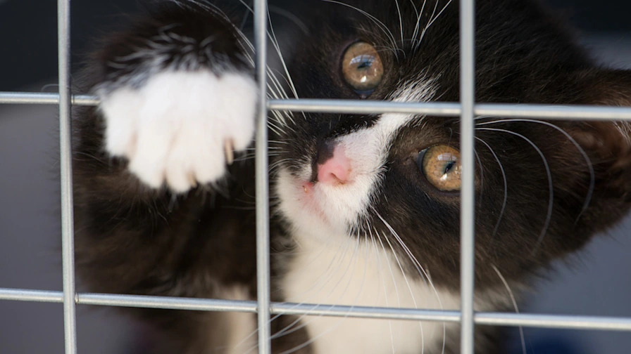 Why Does My Cat Hiss at His Toys: Surprising Reasons Explained