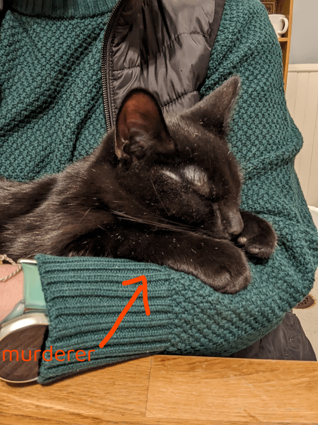 Why Does My Cat Hoard Her Toys And Hide Them