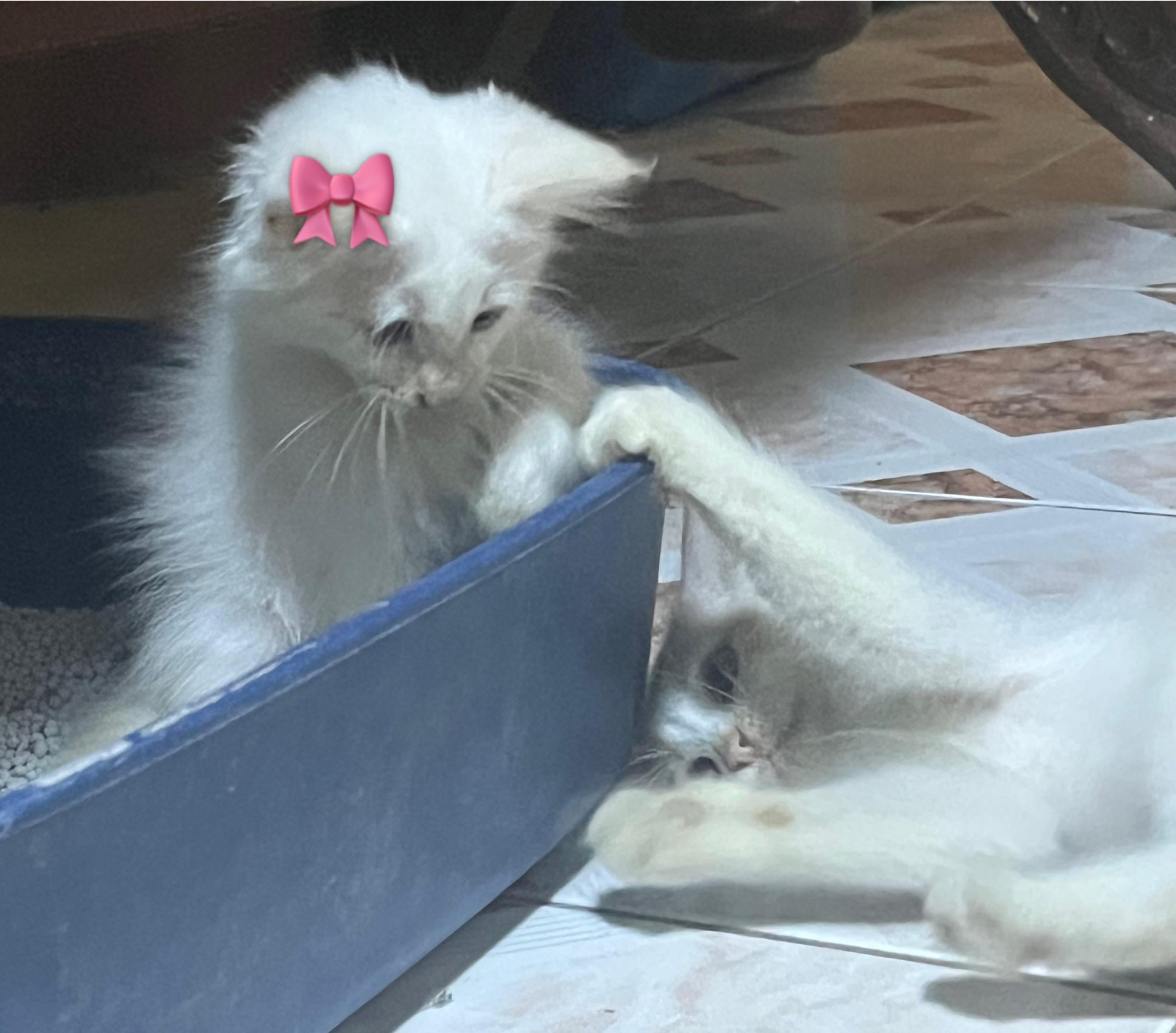 Why Does My Cat Keep Grooming Himself: Surprising Reasons Explained
