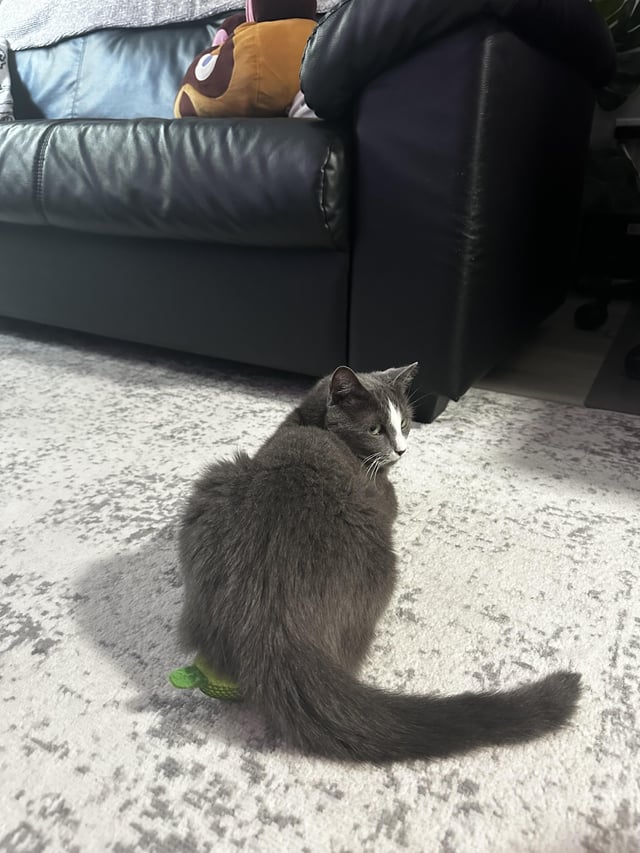 Why Does My Cat Lay on Toys