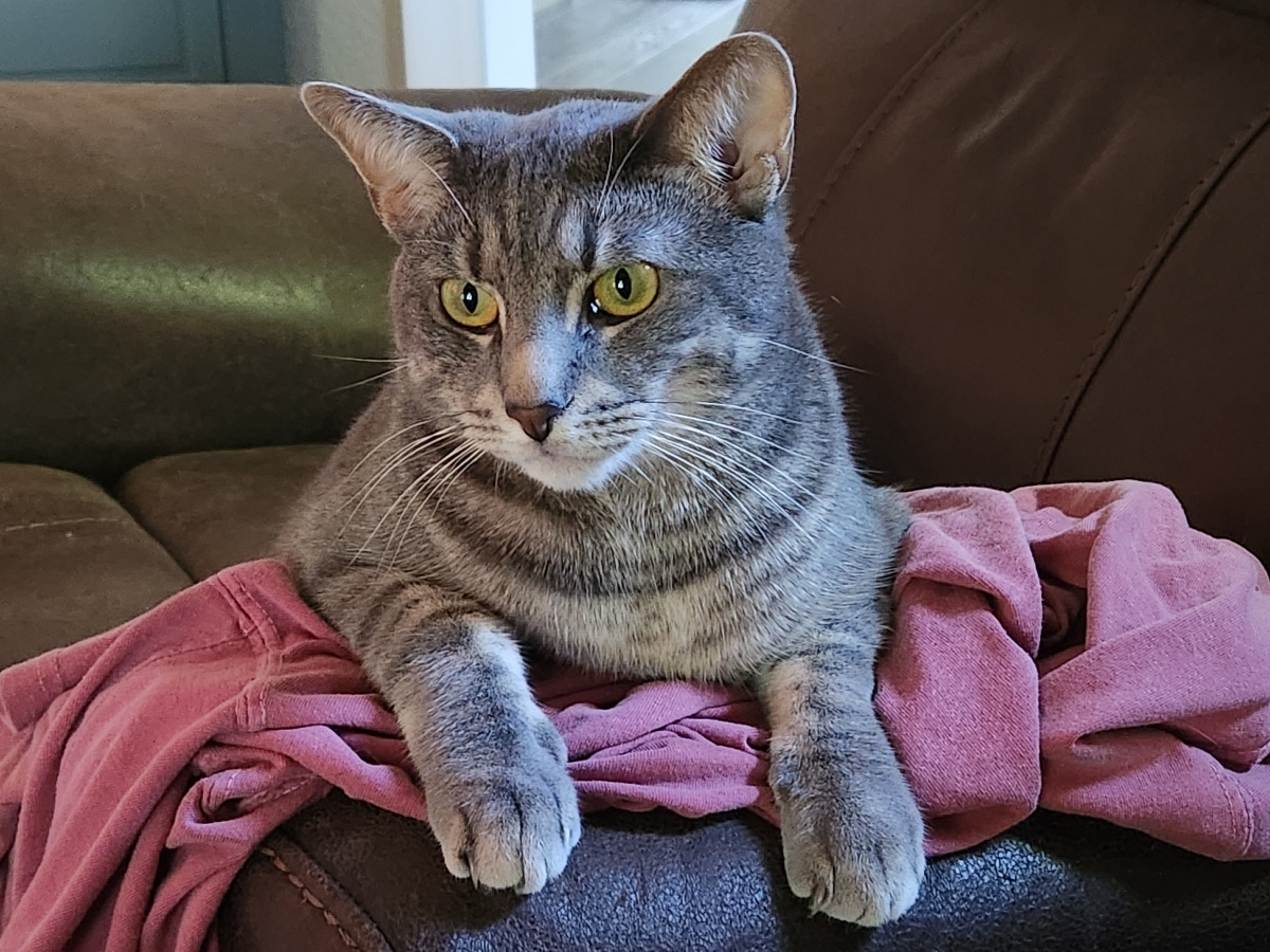 Why Does My Cat Leave Stuffed Toys in My Clothes: Surprising Reasons Revealed