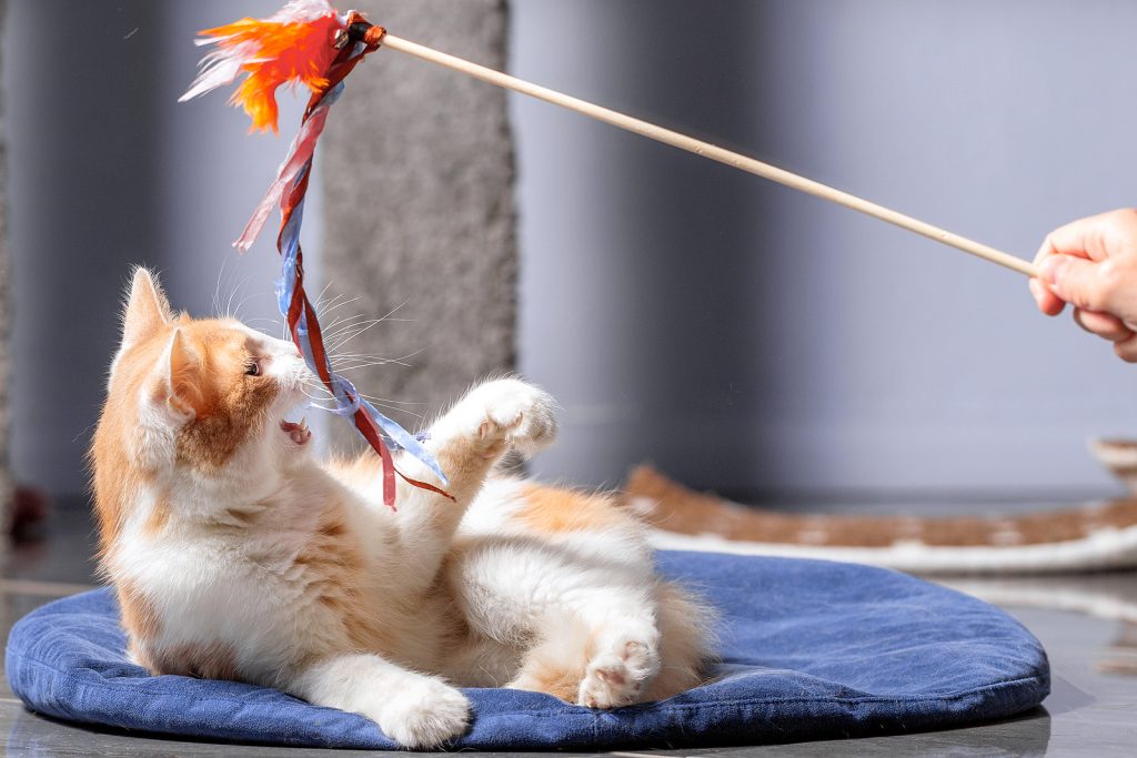 Why Does My Cat Leave Toys at My Door: Surprising Reasons Revealed