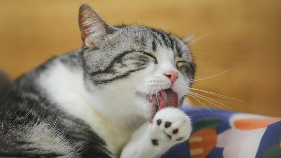 Why Does My Cat Lick Her Toys