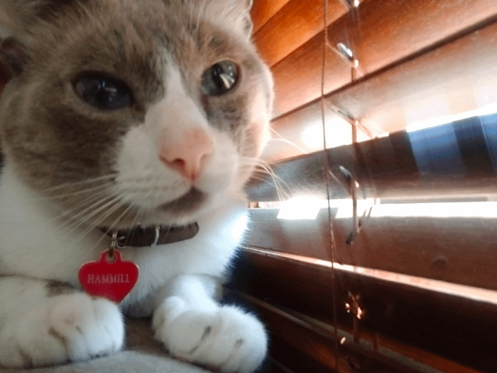 Why Does My Cat Love His Mouse Toy: Surprising Reasons Revealed