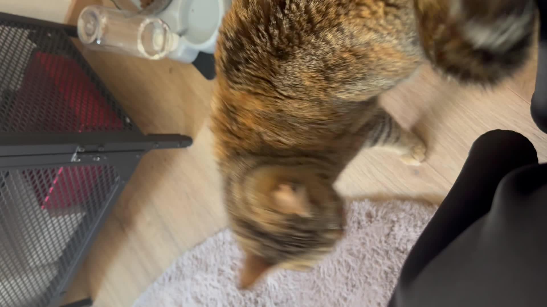 Why Does My Cat Meow After Using the Litter Box: Surprising Reasons Explained