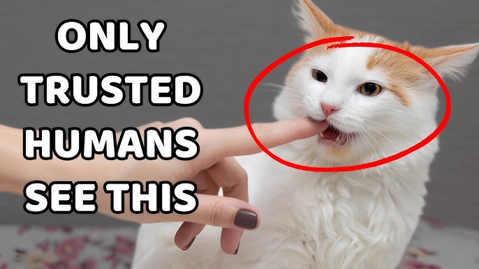 Why Does My Cat Meow And Bring Me Toys: Uncover Their Secret Motives
