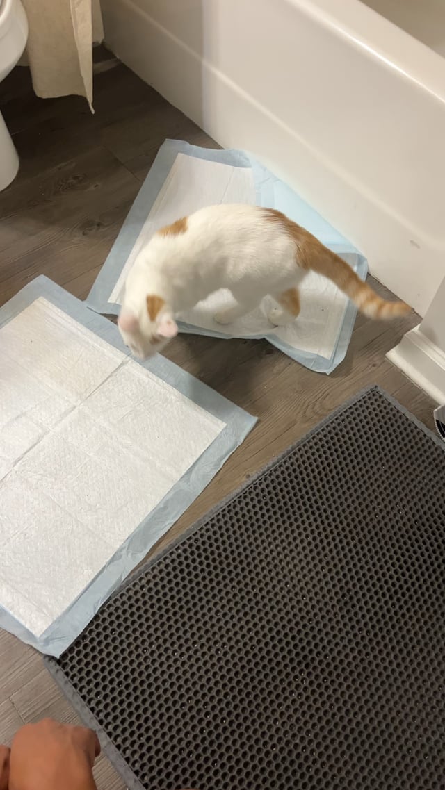 Why Does My Cat Meow before Using the Litter Box