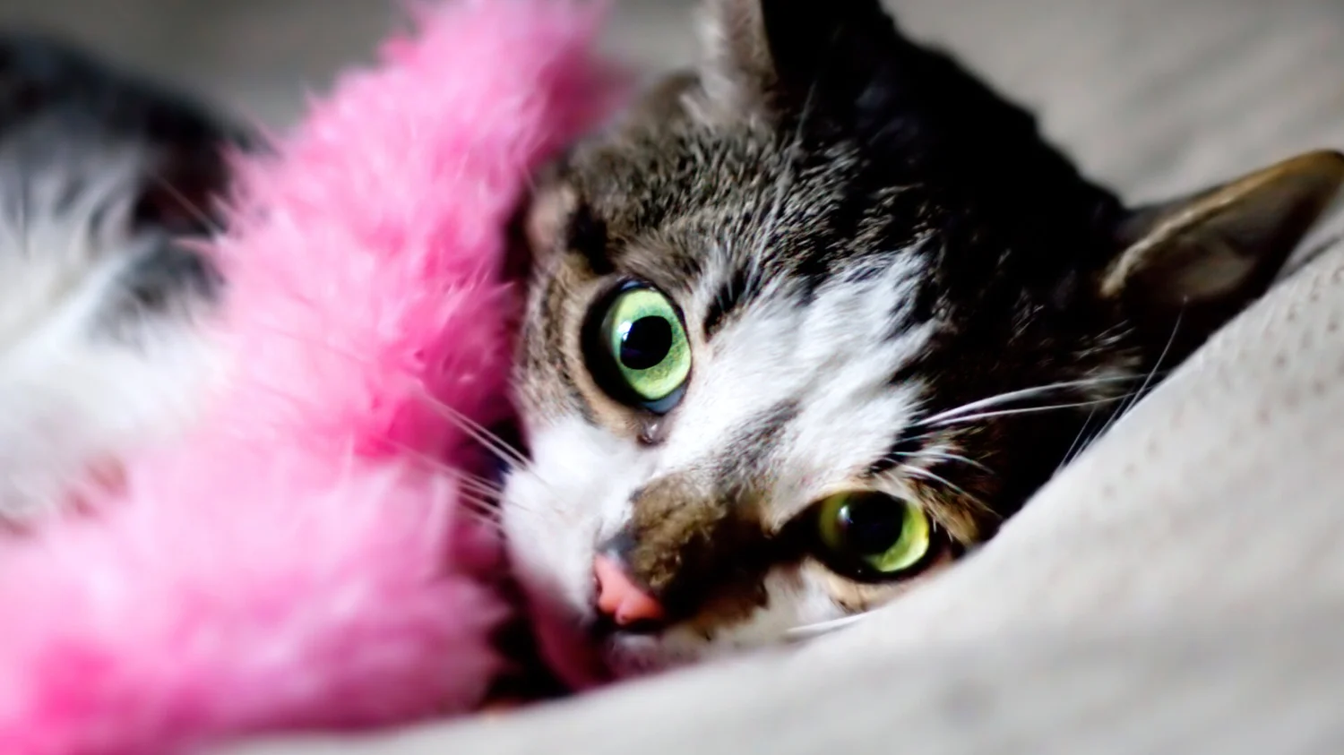 Why Does My Cat Meow While Playing With a Toy: Surprising Reasons Revealed