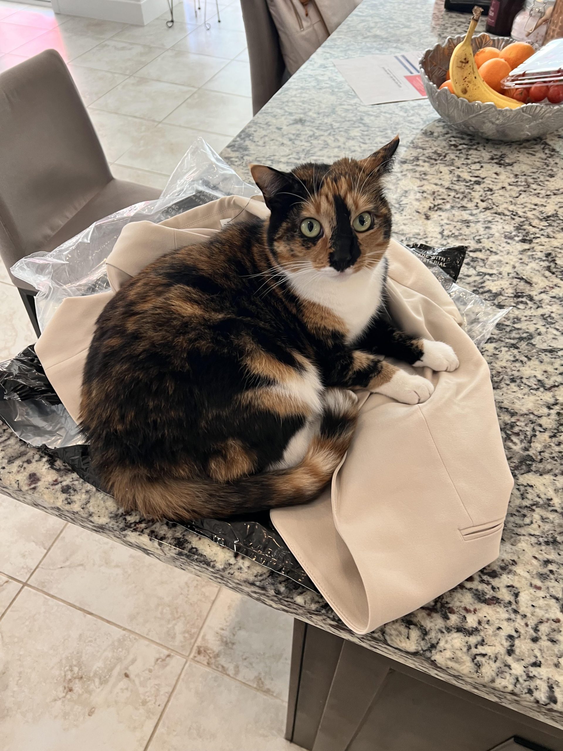 Why Does My Cat Pee Outside of the Litter Box