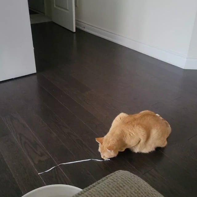 Why Does My Cat Play With Imaginary Toys: Surprising Reasons Explained