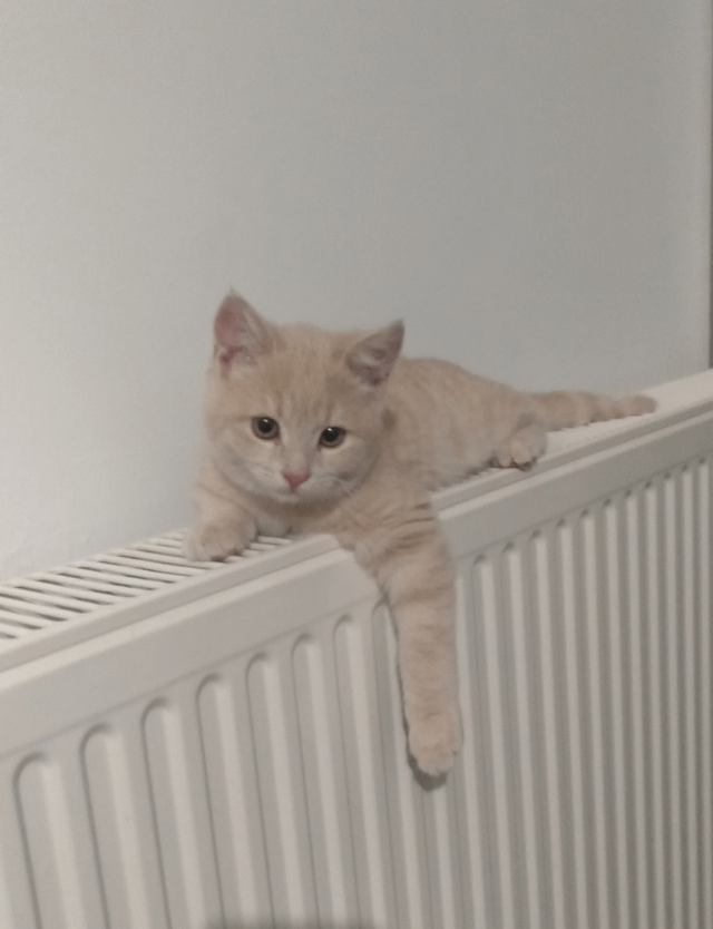 Why Does My Cat Put His Toys in the Sink