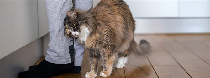 Why Does My Cat Rub Her Head on Her Toys: Surprising Reasons Explained