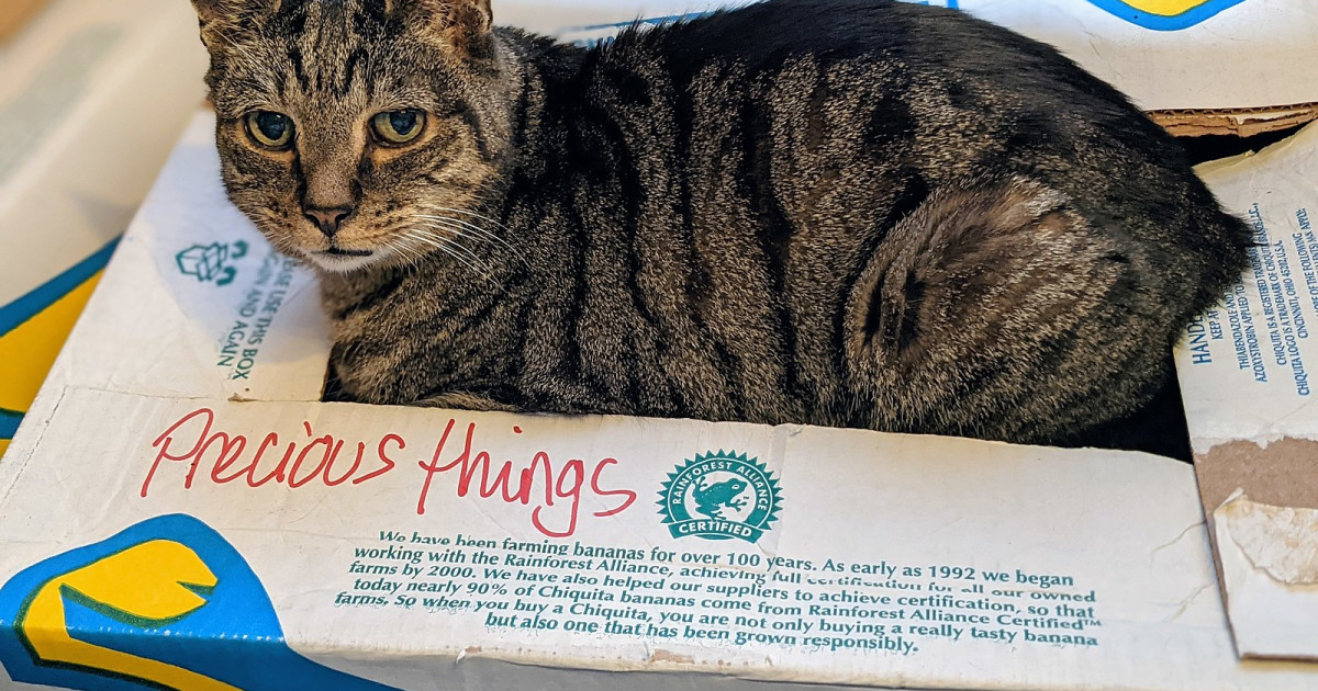 Why Does My Cat Sit on Me And Groom: Surprising Reasons Explained