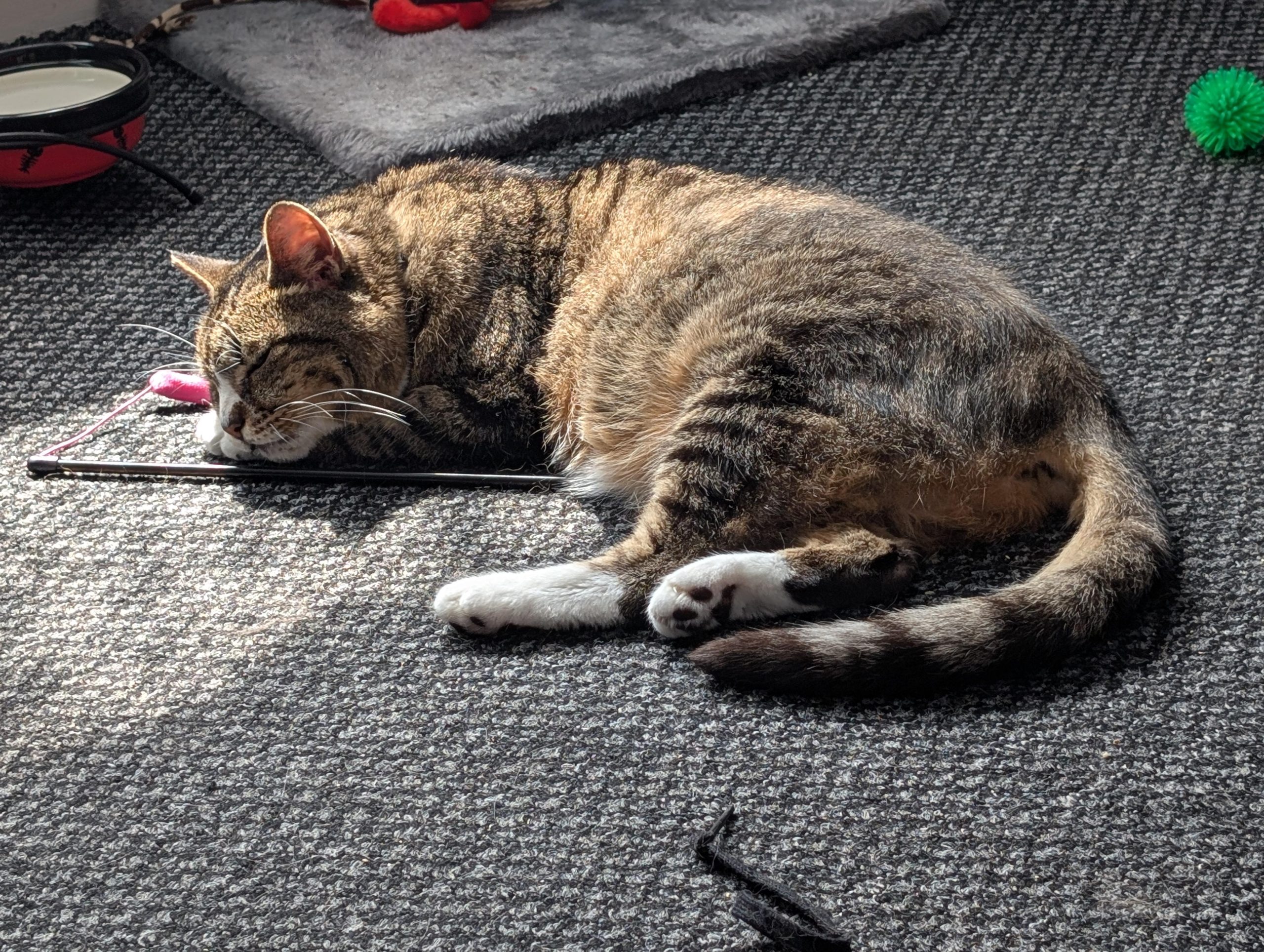 Why Does My Cat Sleep With Her Toy: Surprising Reasons Revealed