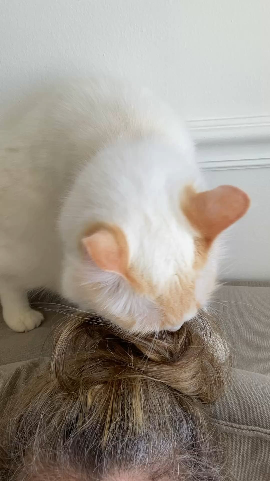 Why Does My Cat Snort When Grooming: Surprising Reasons Explained