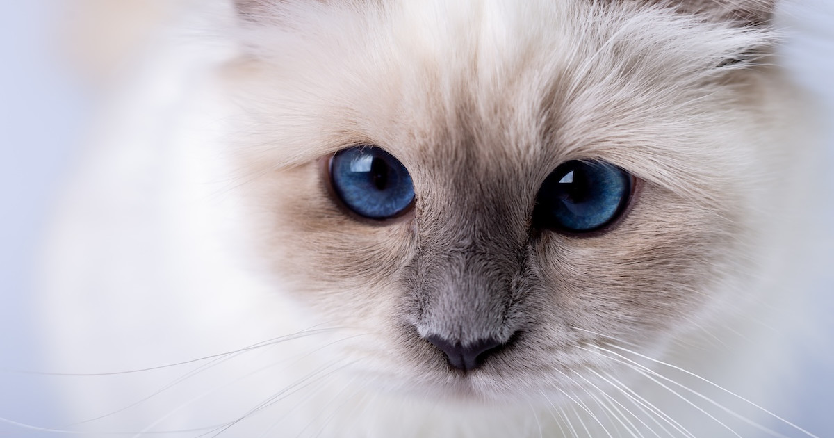 Why Does My Cat Sound Like a Squeaky Toy? Surprising Reasons!