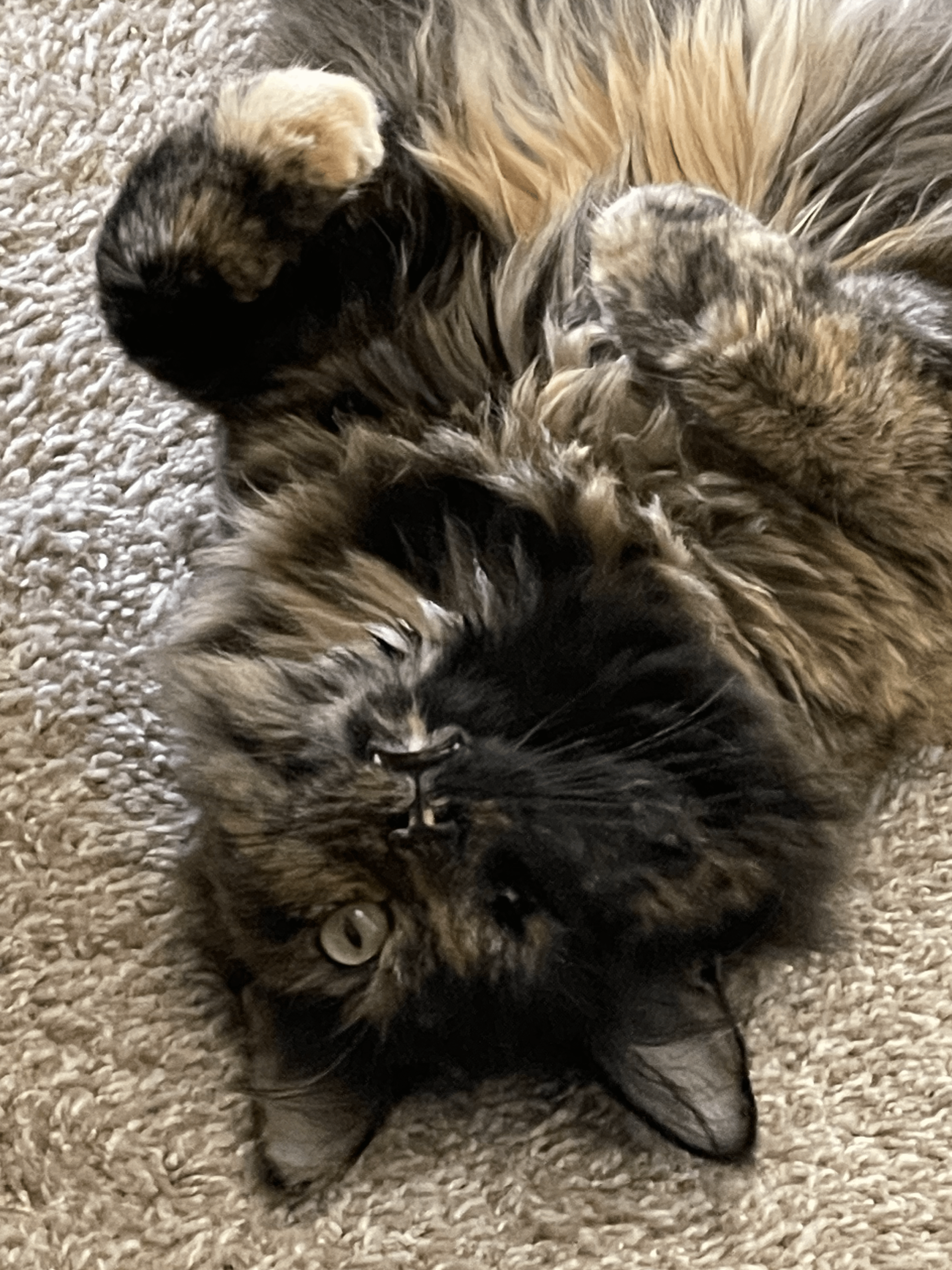 Why Does My Cat Starts Grooming When I Pet Him: Surprising Reasons Explained