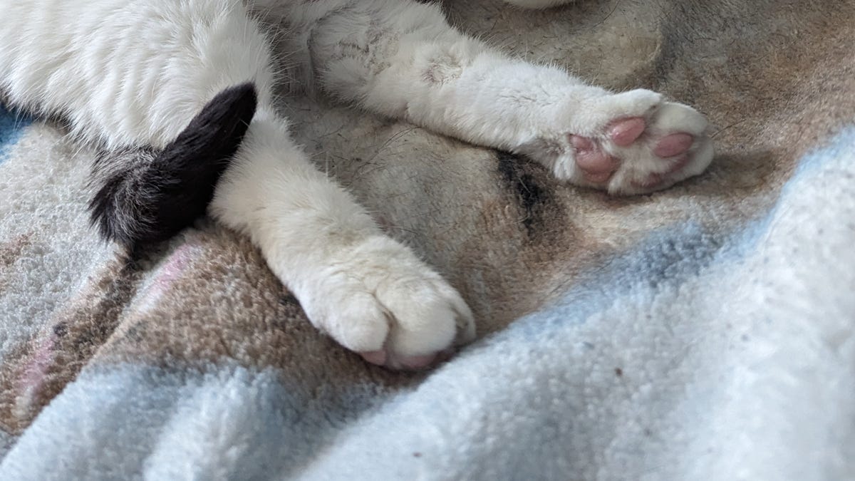 Why Does My Cat Stomp on Toys