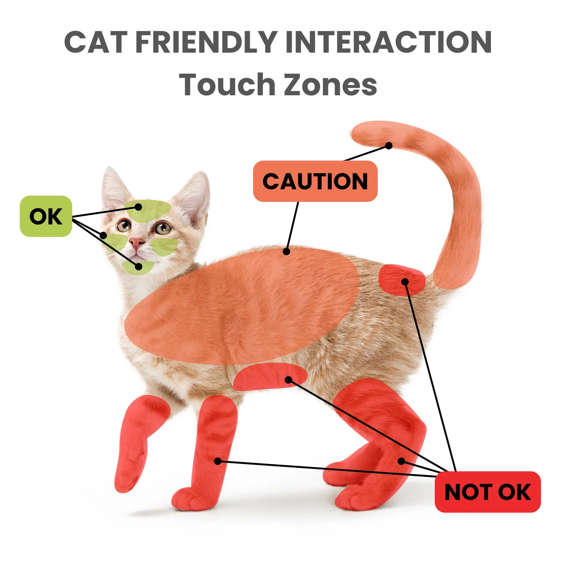 Why Does My Cat Think My Hand is a Toy: Surprising Reasons Explained