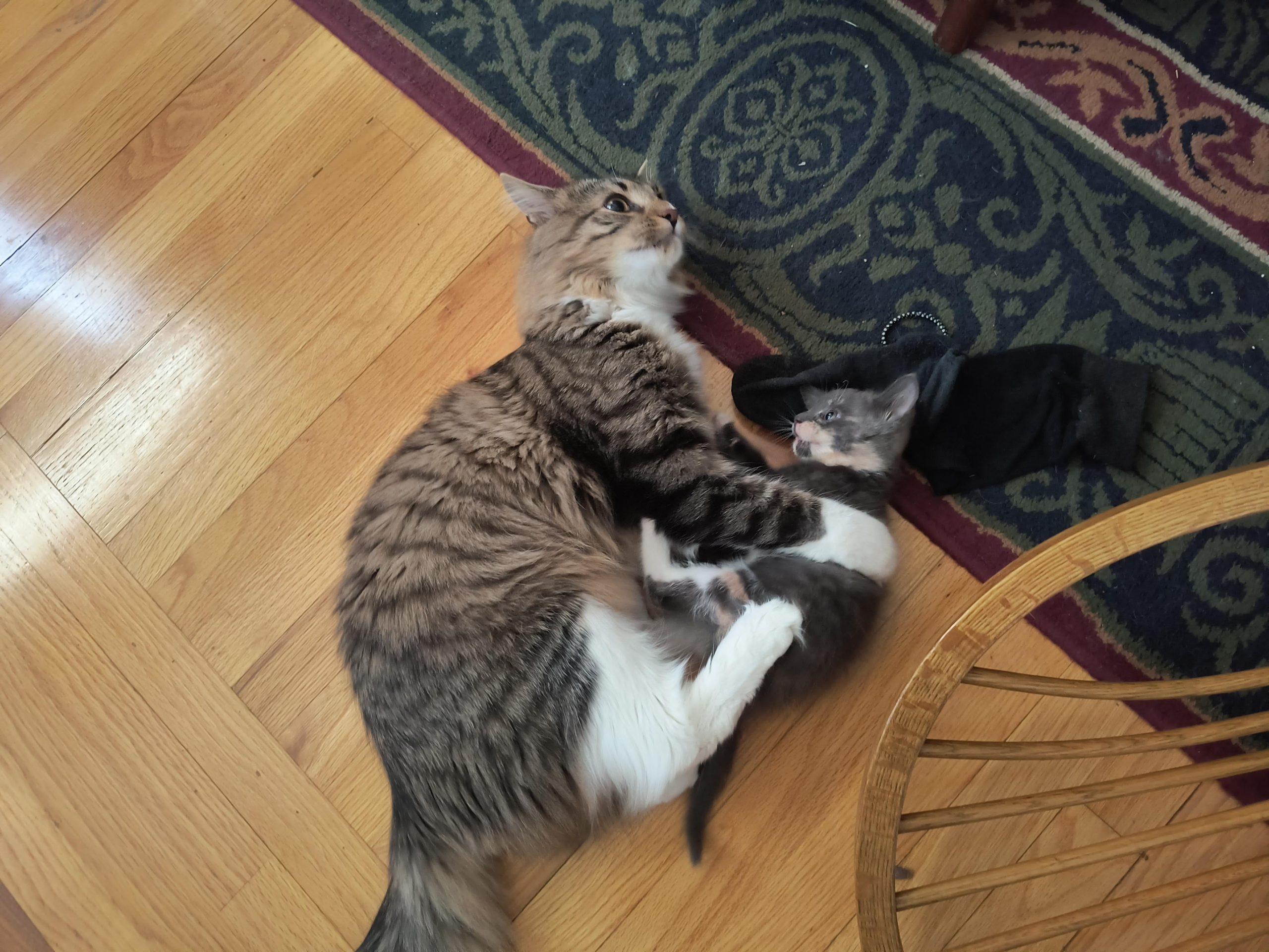 Why Does My Male Cat Groom My Female Kitten