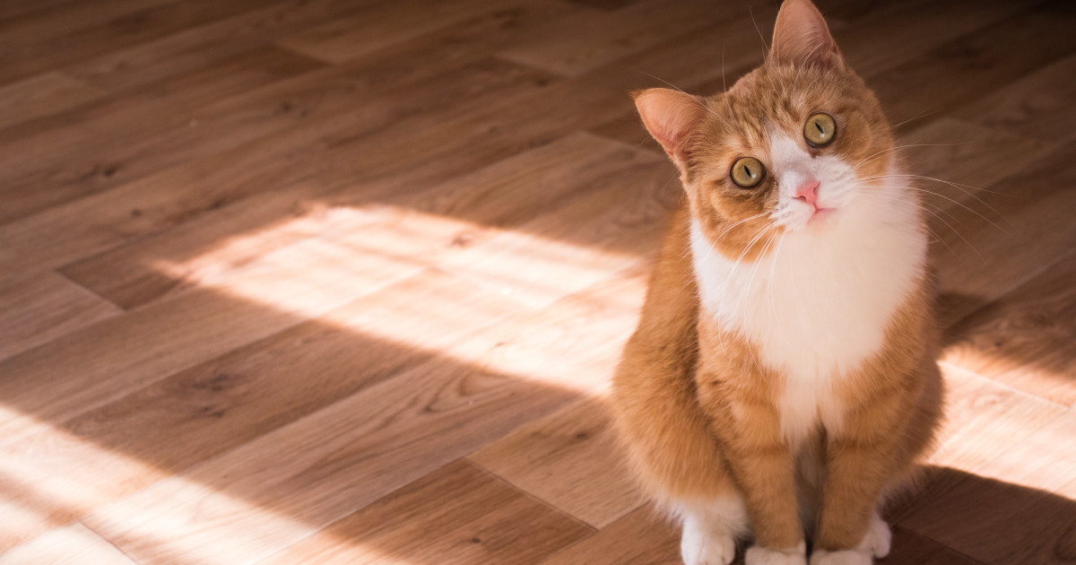 Why Does My Neutered Cat Hump His Toys