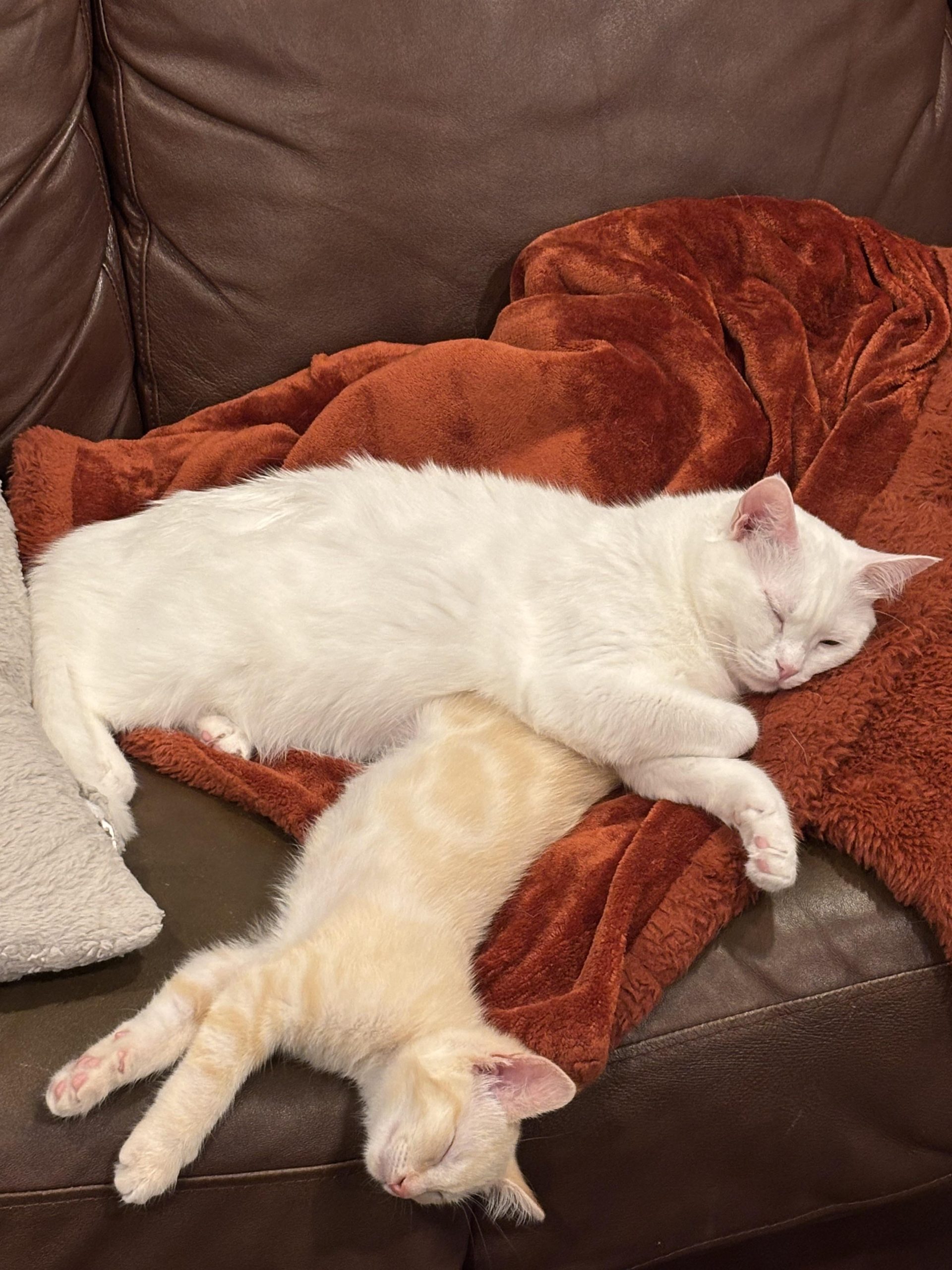 Why Does My Older Cat Groom My Kitten: Surprising Reasons Explained