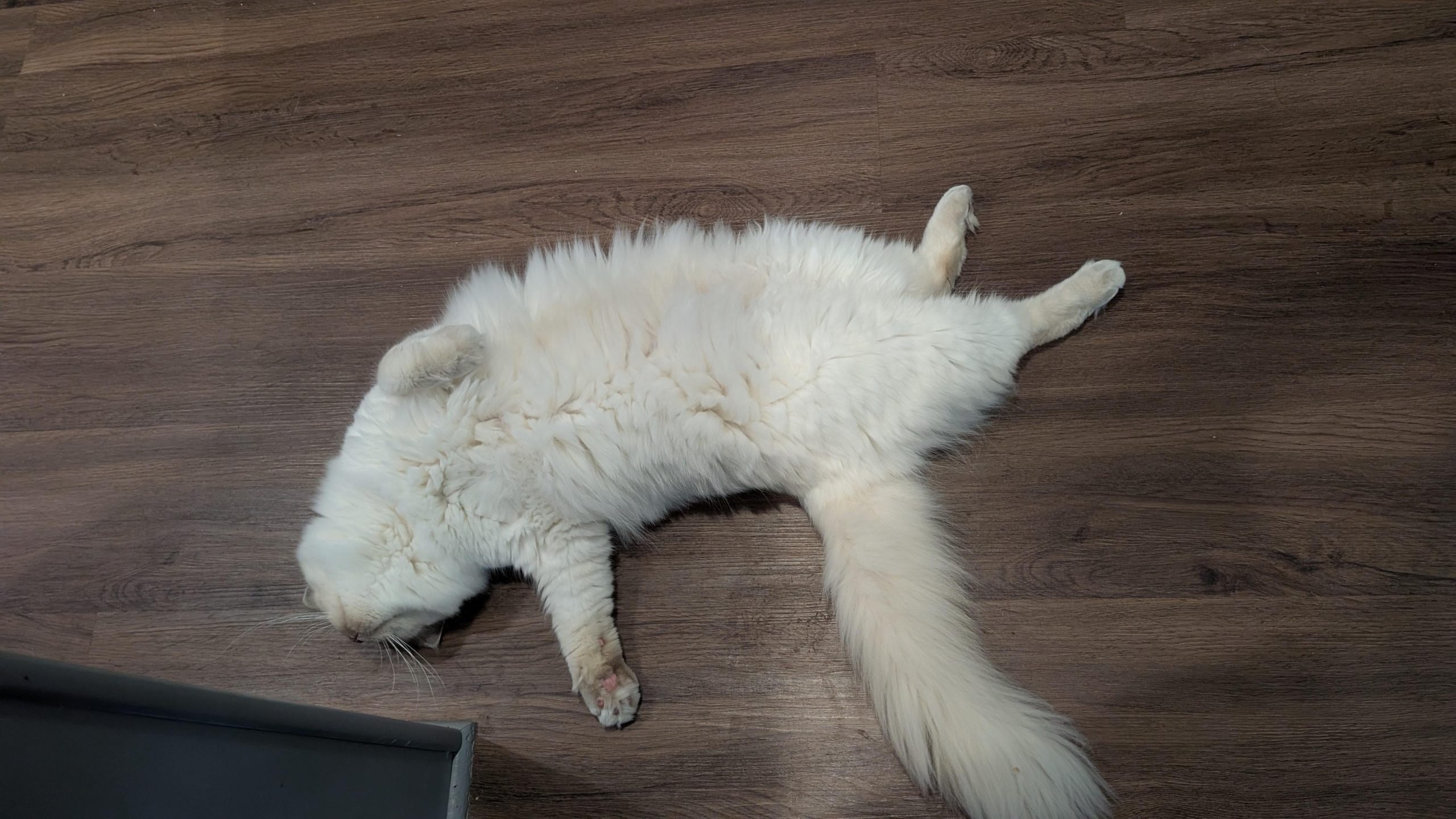 Why Does Nobody Groom Cats: Surprising Truths Revealed!