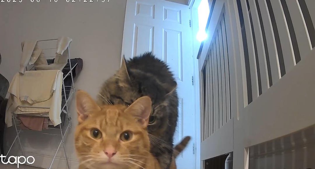 Why Does the Male Cat Hump His Toy