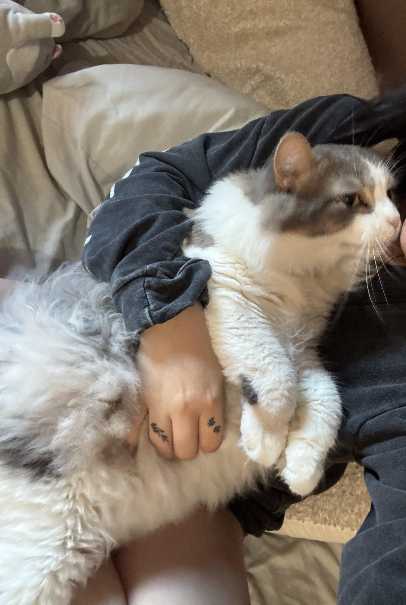 Why Doesn'T My Cat Groom Himself