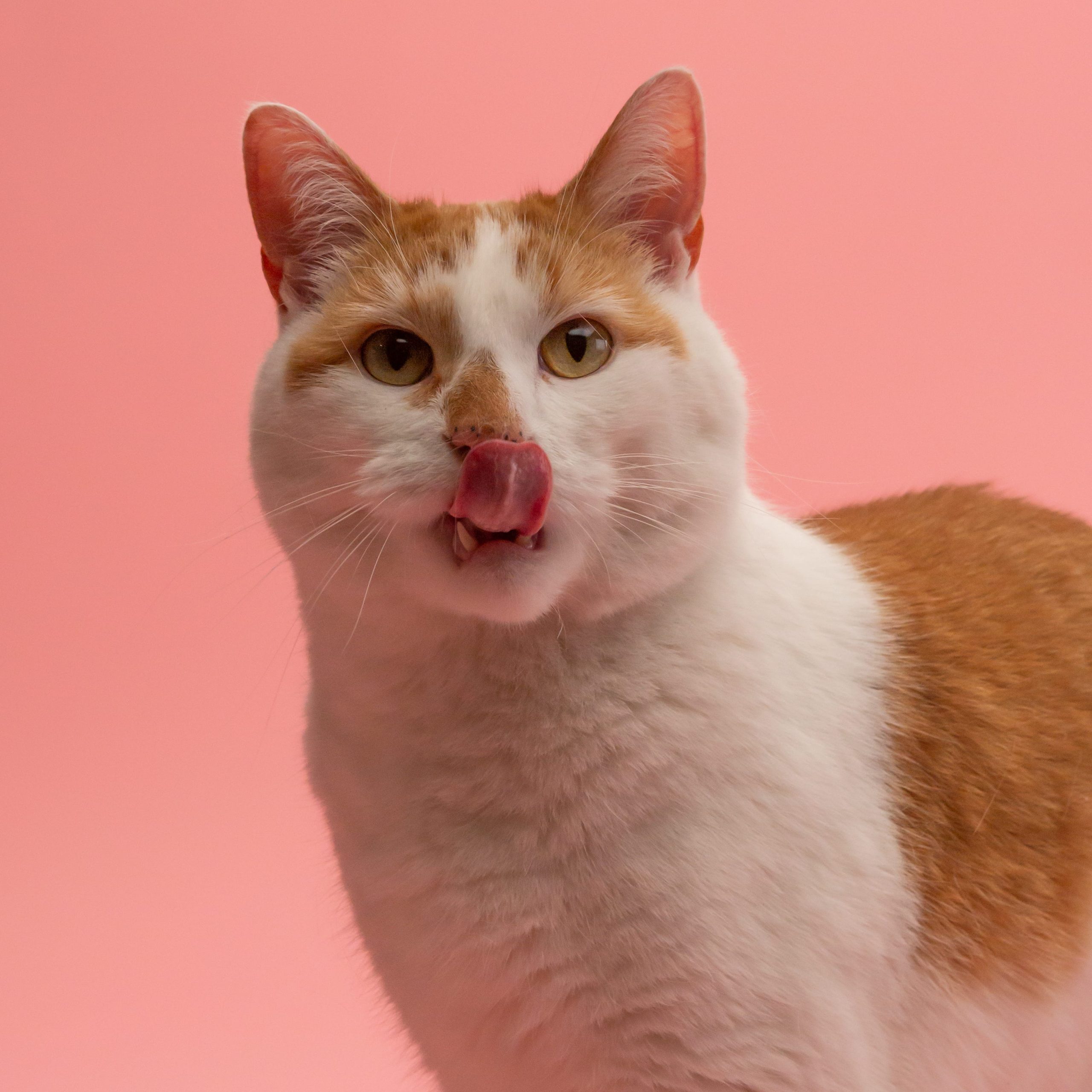 Why Doesn’T My Cat Groom His Butt: Shocking Reasons Revealed