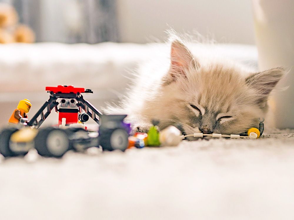 Why Doesnt My Cat Play With Toys: Top Reasons Revealed!