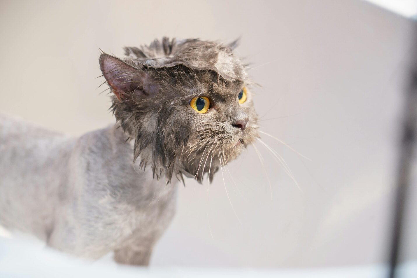 Why Dont a Cat Groom: Surprising Reasons You Must Know