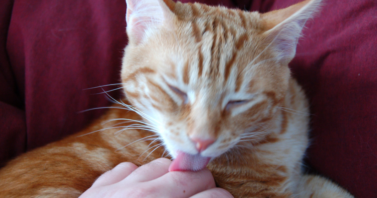 Why Don’T Cats Try to Groom Us: Surprising Feline Secrets Revealed