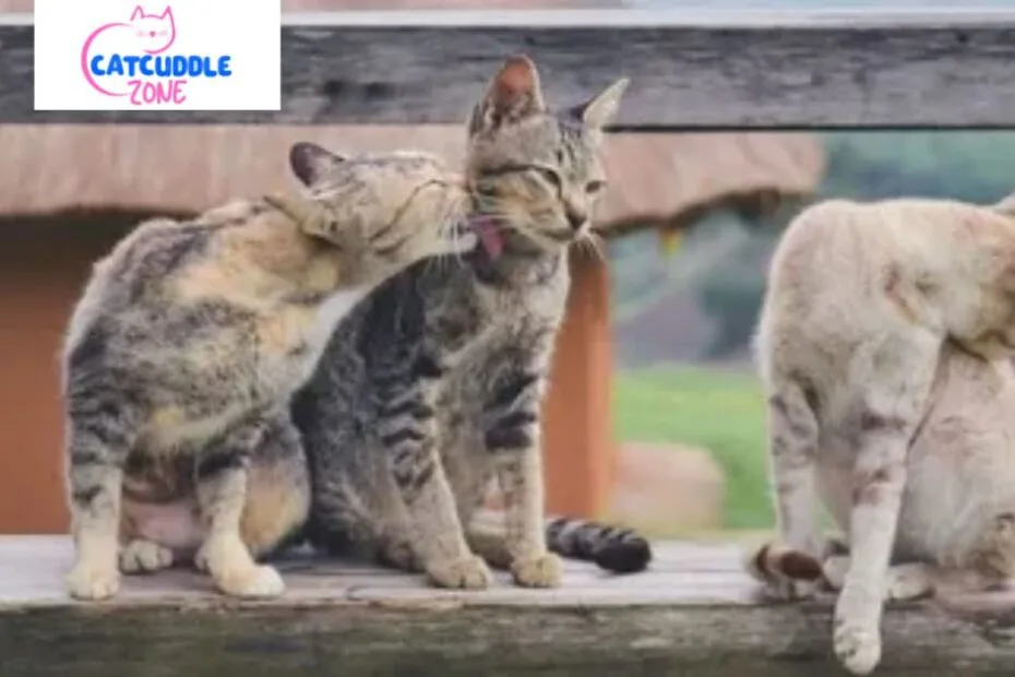 Why Don’T My Cats Groom Each Other: Surprising Reasons Explained