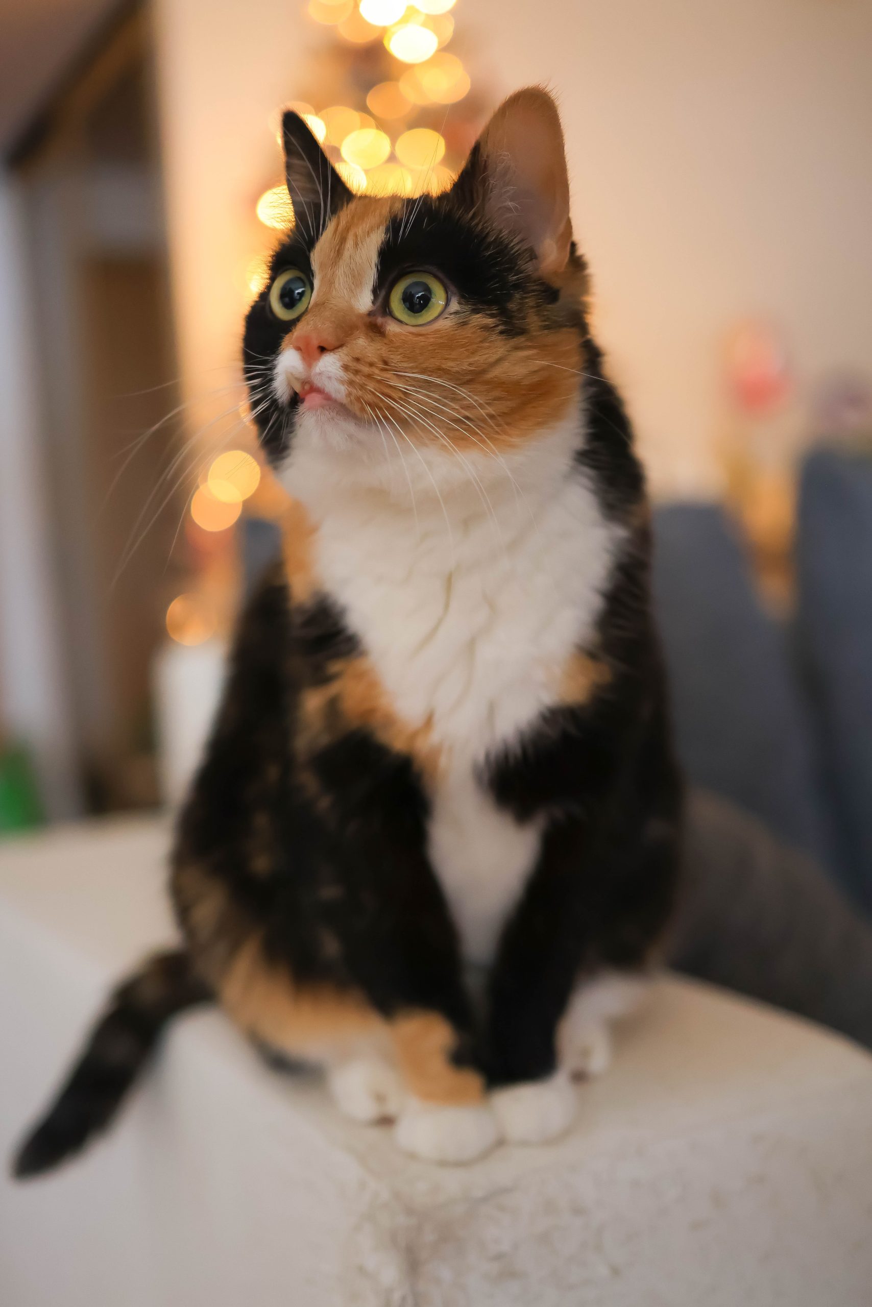 Why Don'T People Recognize Cat Breeds