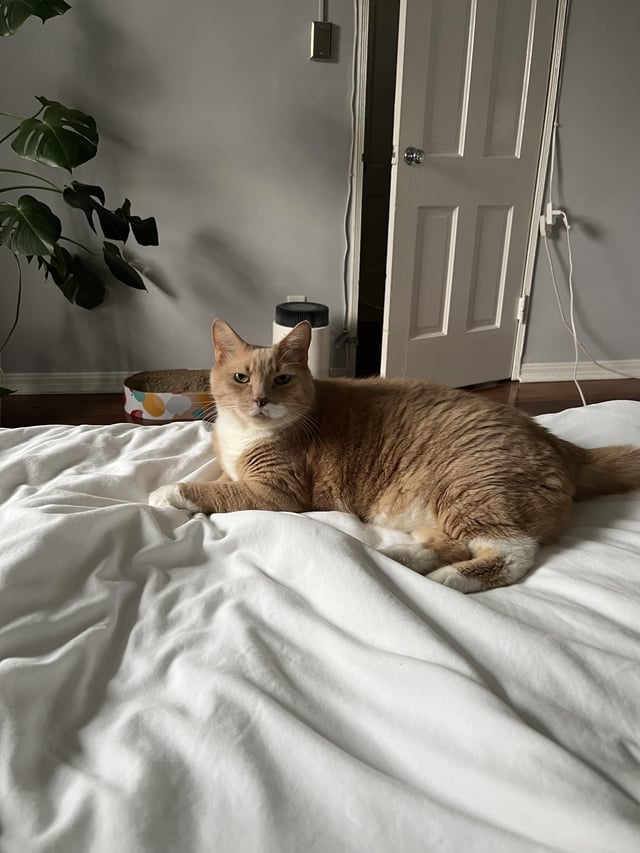 Why Has My Cat Stopped Grooming Himself: Surprising Causes Revealed