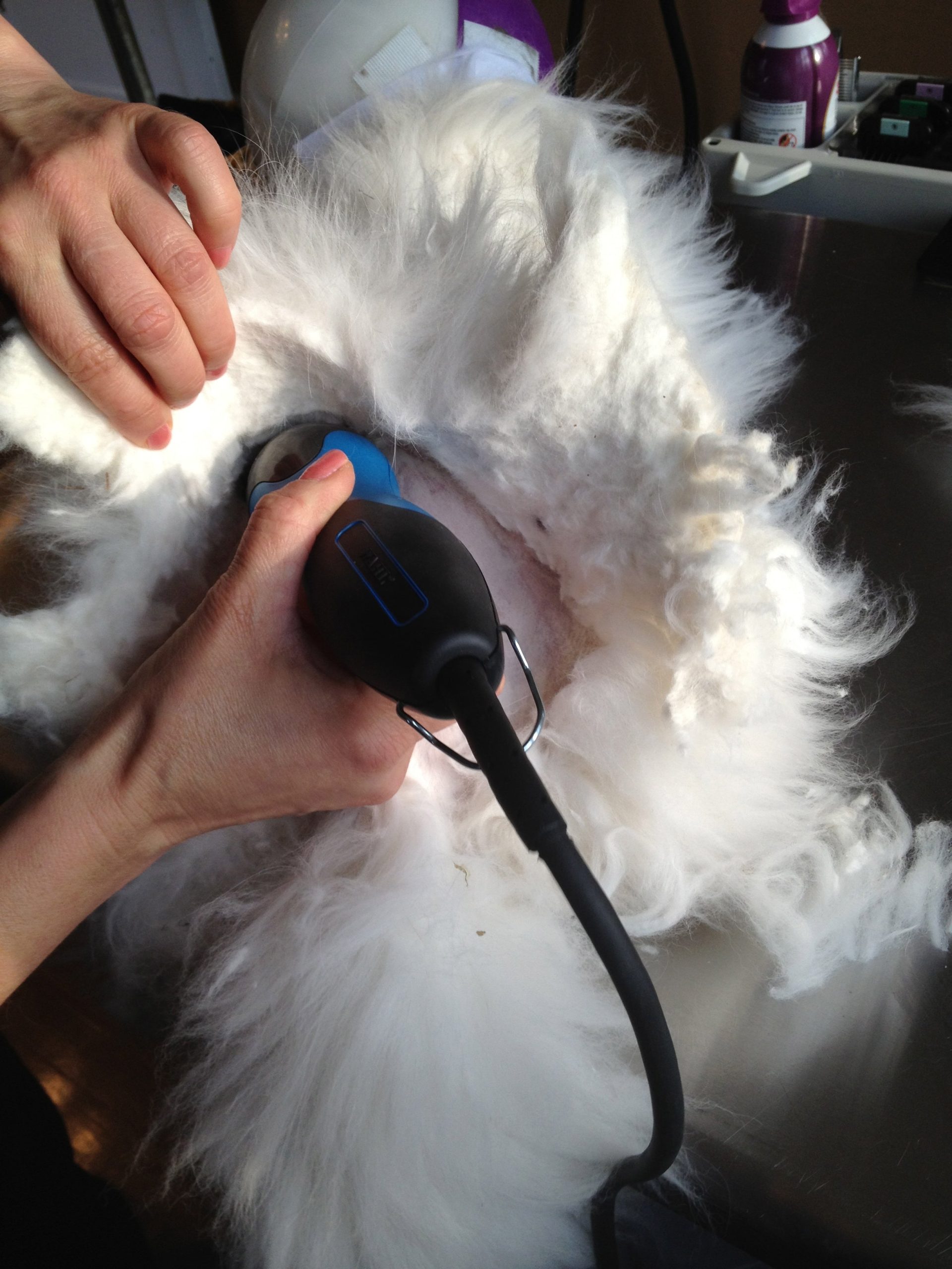 Why is It So Hard to Find a Cat Groomer: Expert Tips Revealed