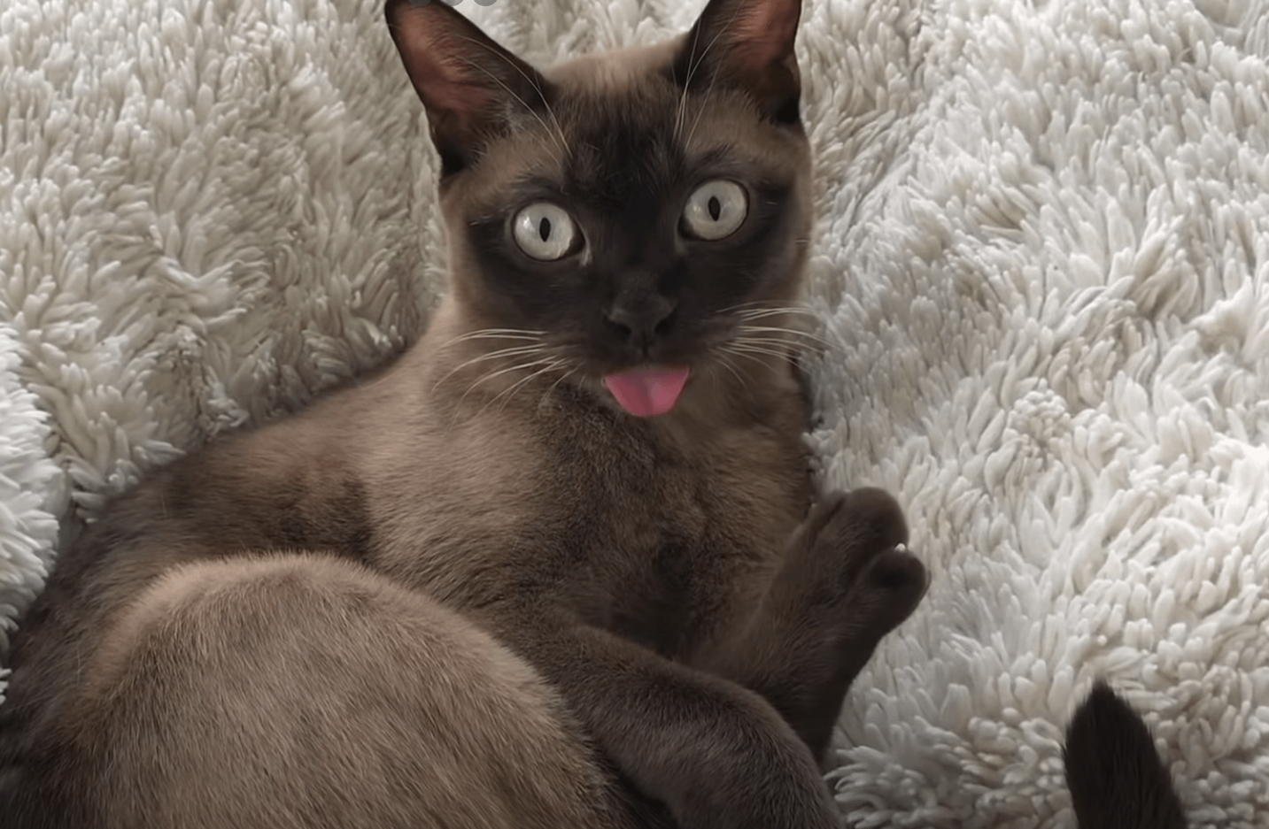 Why is My Cat Always Grooming Himself