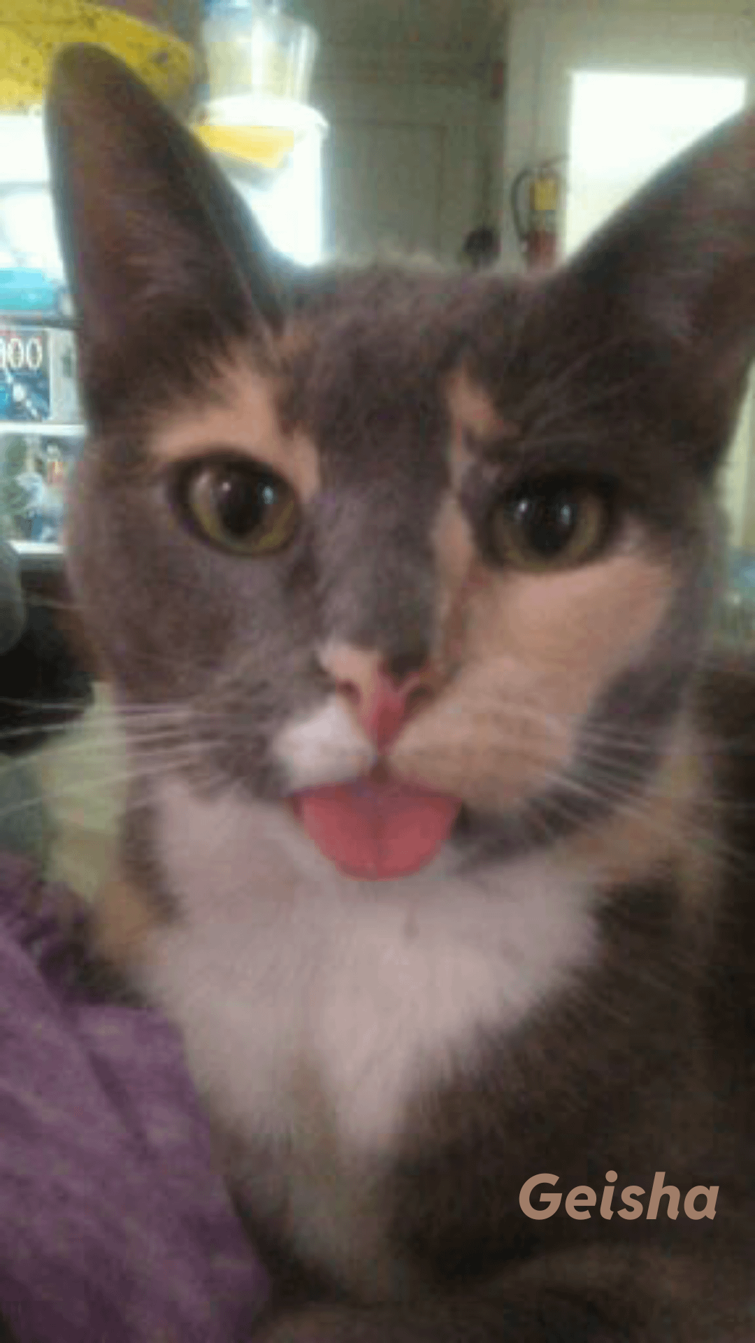 Why is My Cat Biting Himself While Grooming