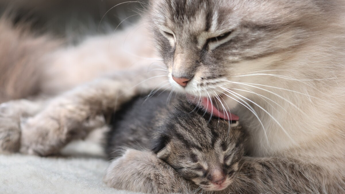 Why is My Cat Grooming My Kitten
