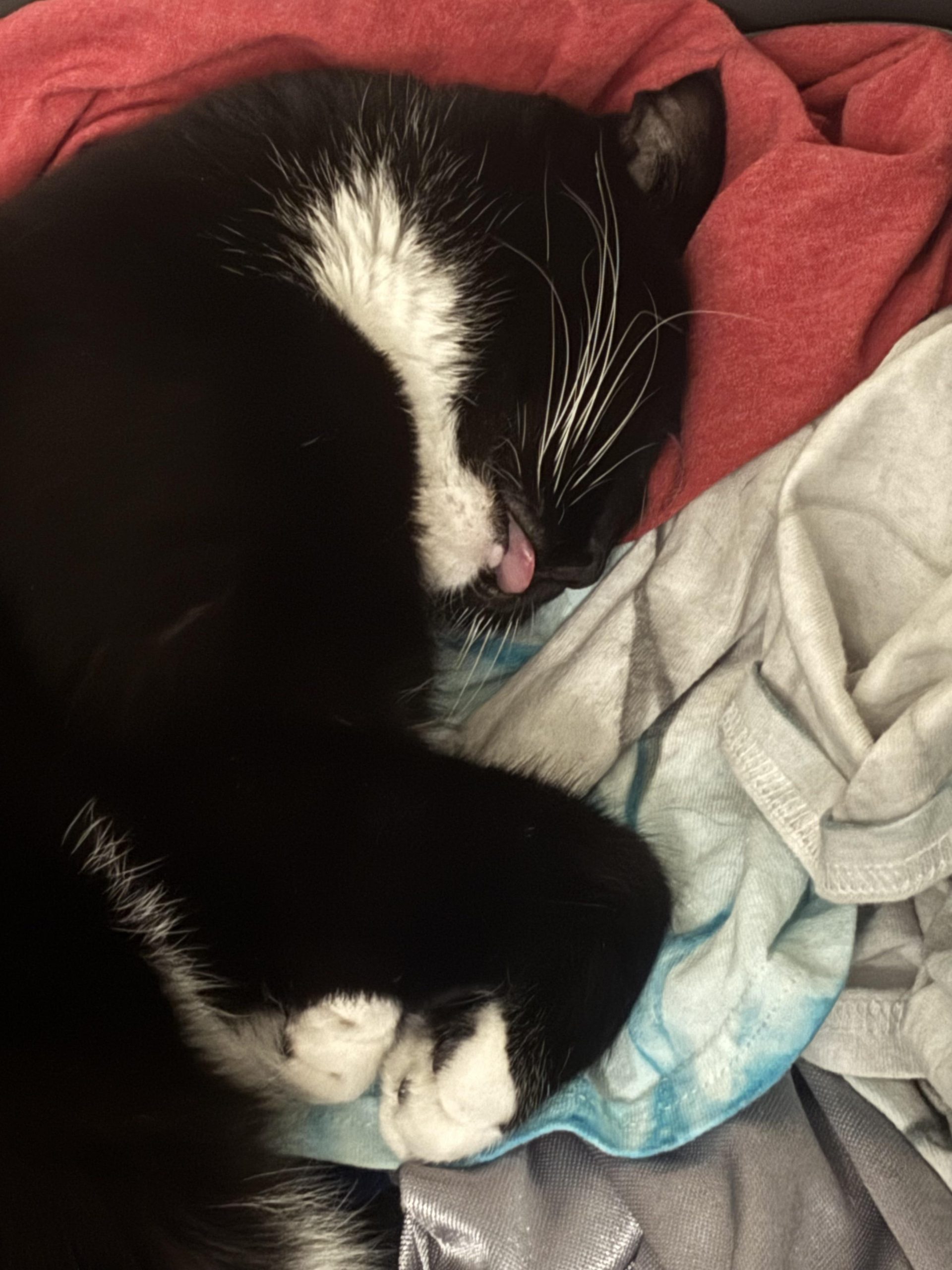 Why is My Cat Grooming the Blanket: Surprising Reasons Explained