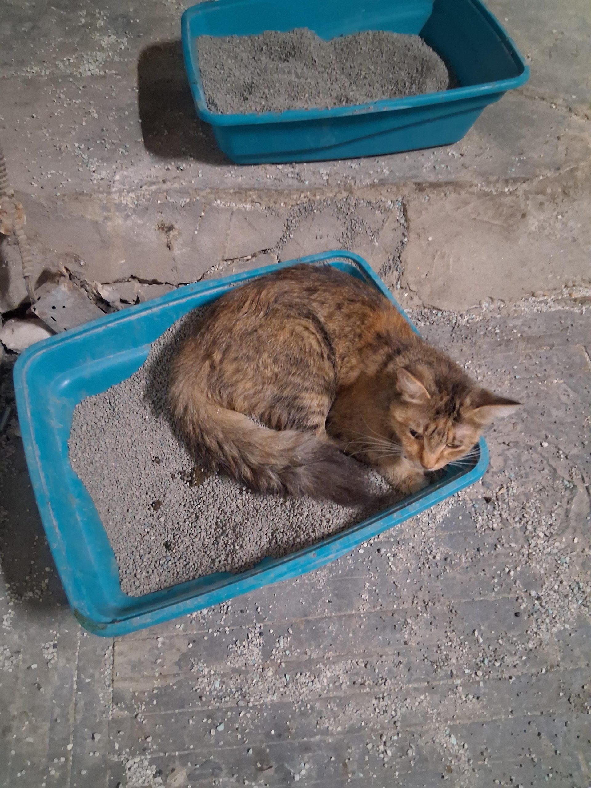 Why is My Cat Laying in Her Litter Box
