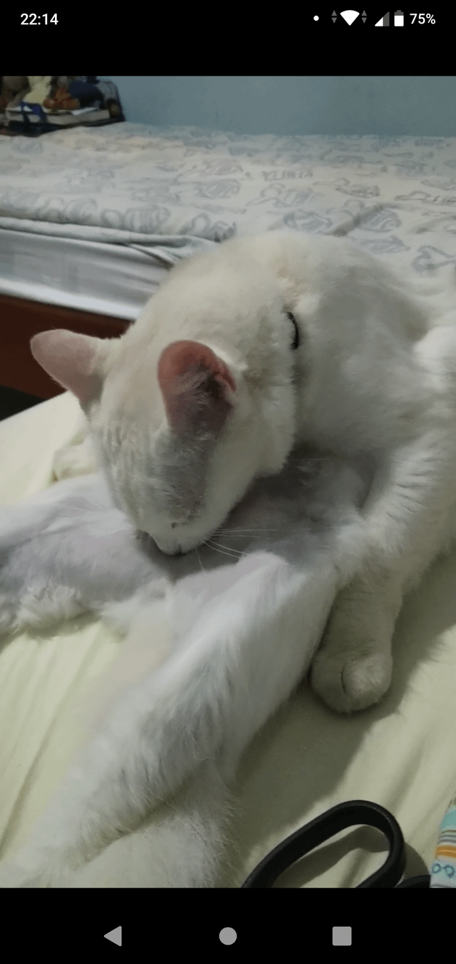 Why is My Cat Licking Her Toy: Surprising Reasons Explained