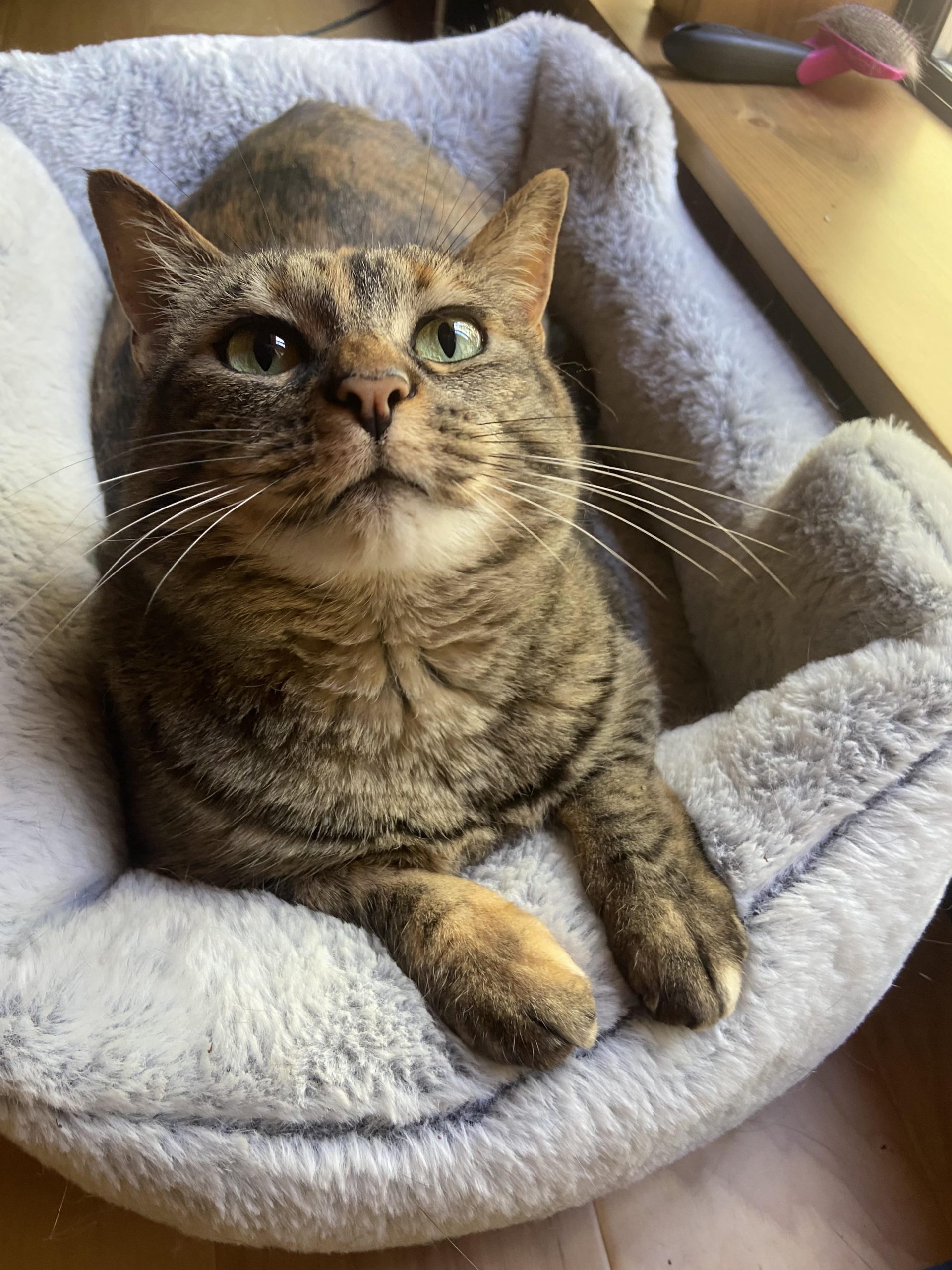 Why is My Cat Obsessed Mouse Toy