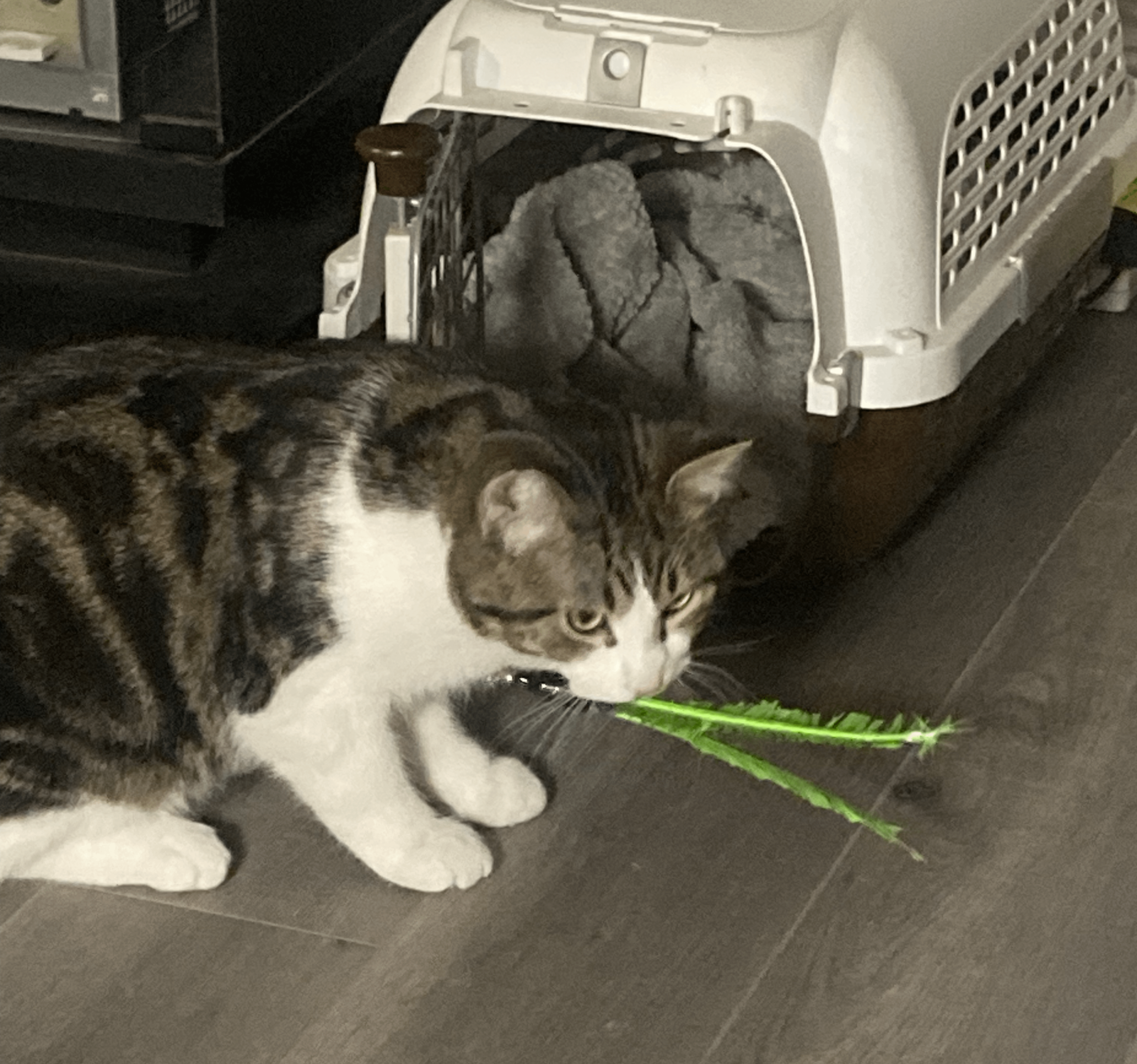 Why is My Cat Obsessed With a Toy: Surprising Reasons Revealed