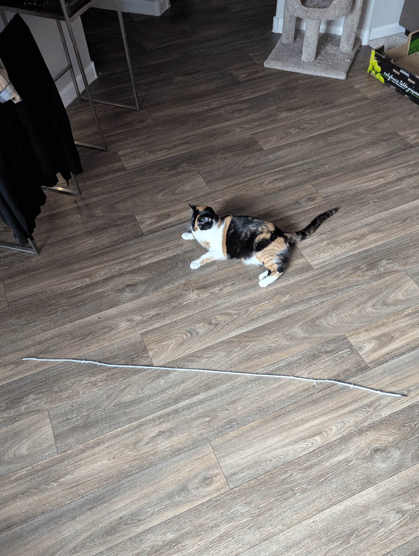 Why is My Cat Obsessed With One Toy: Surprising Reasons Explained