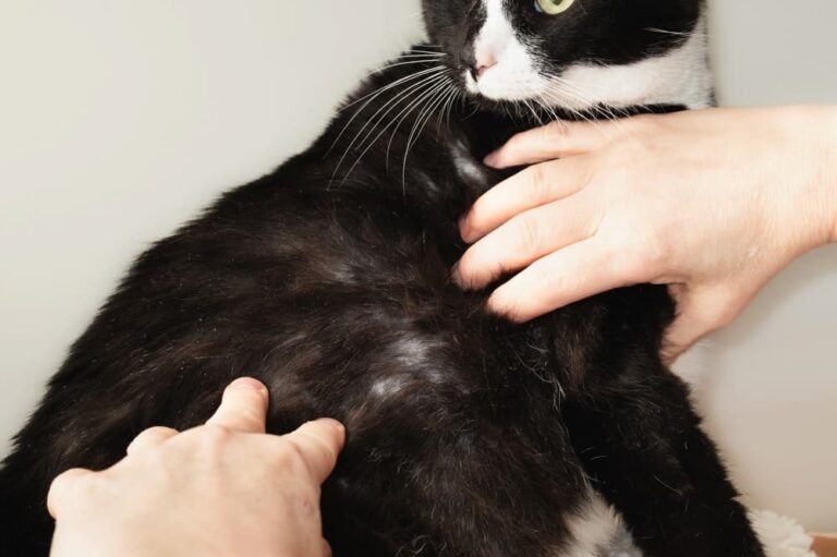 Why is My Cat Over Grooming And Losing Fur: Causes & Solutions