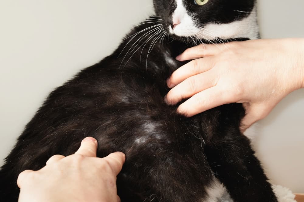 Why is My Cat Over Grooming And Losing Hair: Causes & Solutions